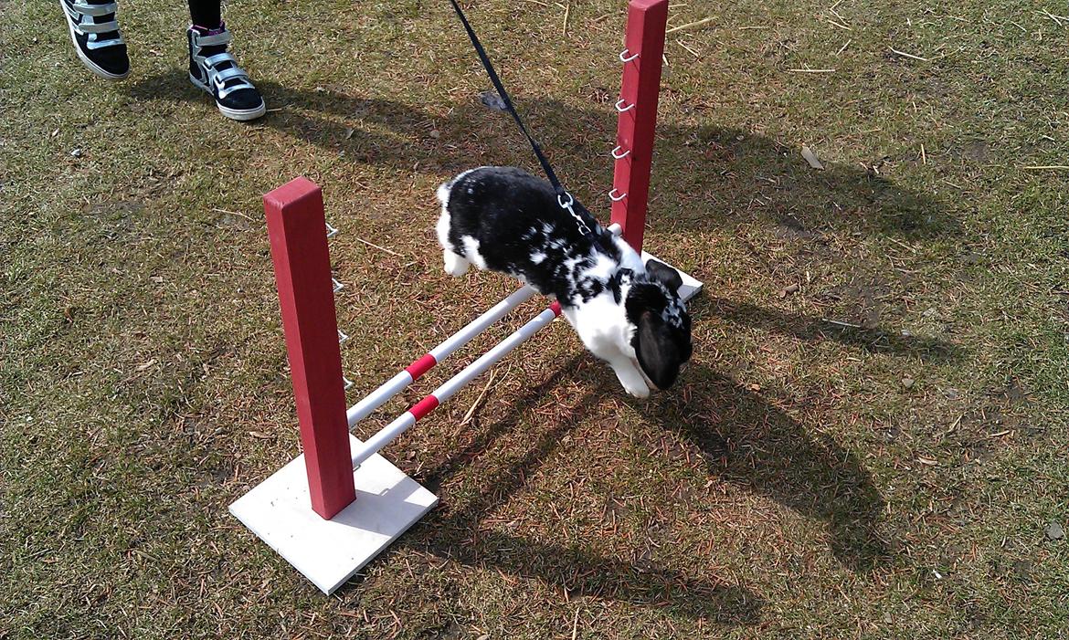 Kanin  Dværgvædder la chica cool lakrids  billede 13