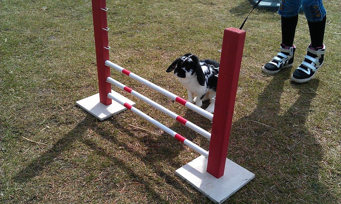 Kanin  Dværgvædder la chica cool lakrids  billede 14