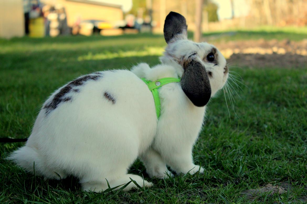 Kanin Winds Giyan billede 22