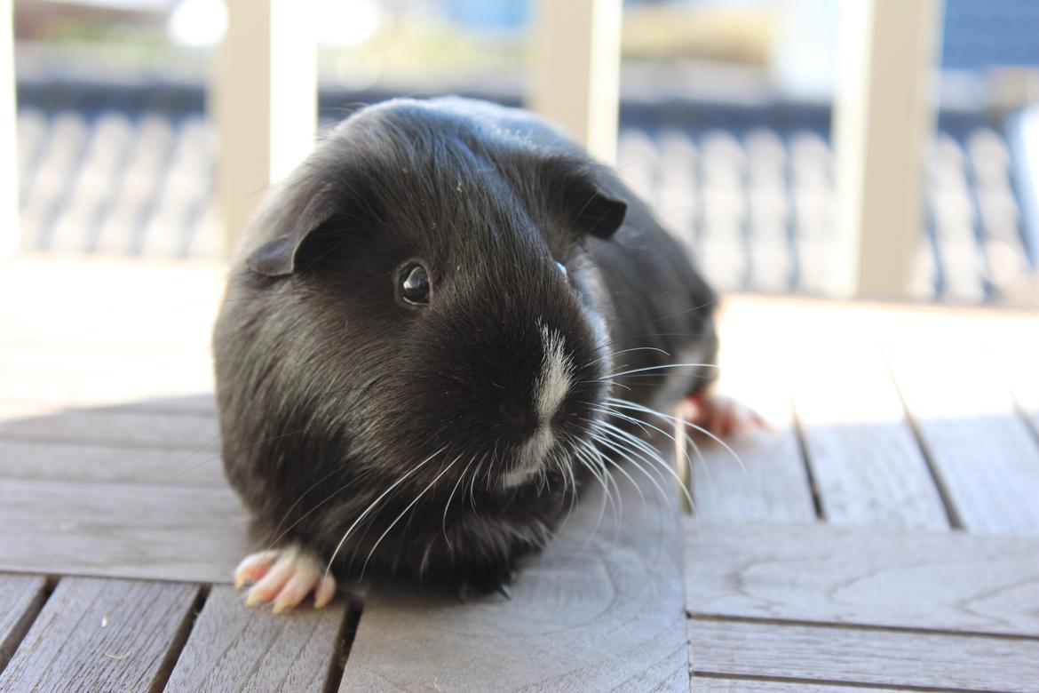 Marsvin Stella billede 2