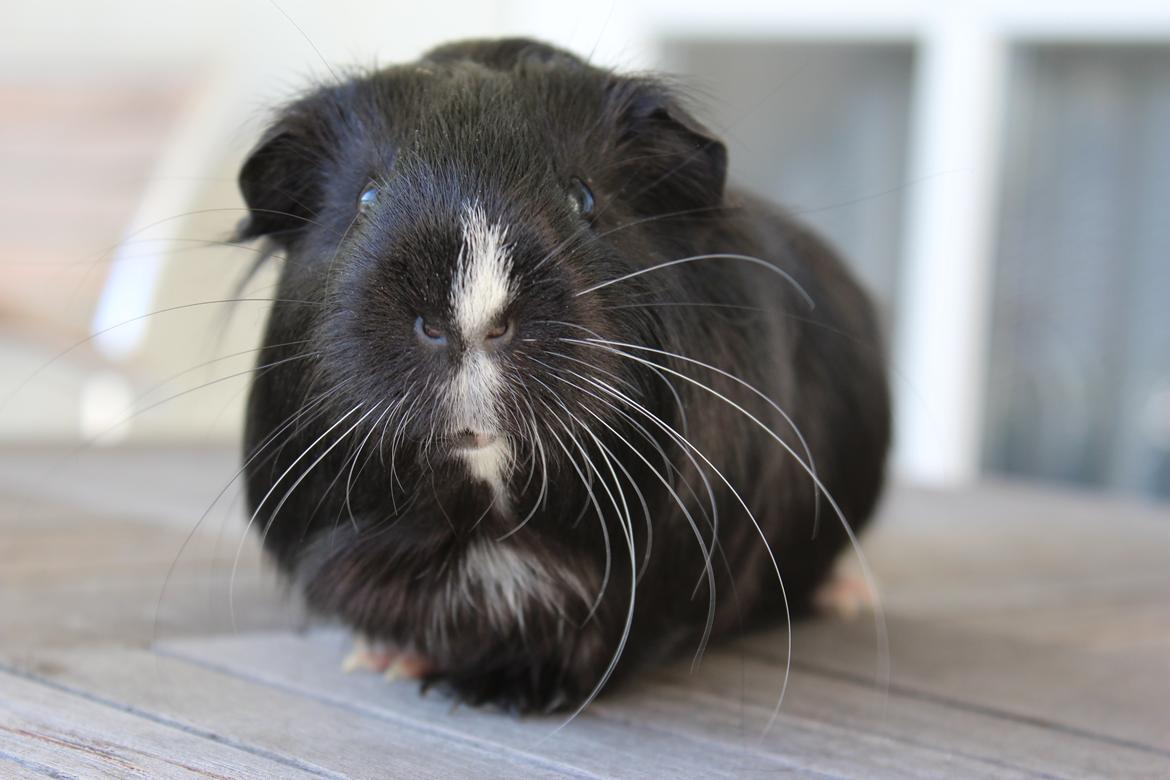 Marsvin Stella billede 5