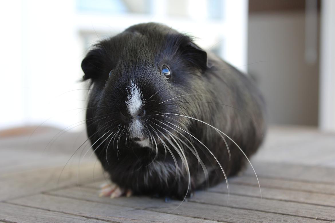 Marsvin Stella billede 1