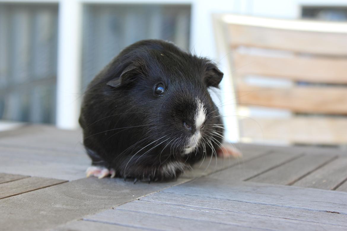 Marsvin Stella billede 6