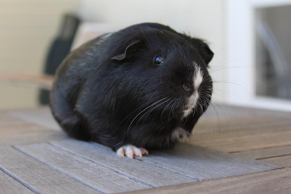 Marsvin Stella billede 3