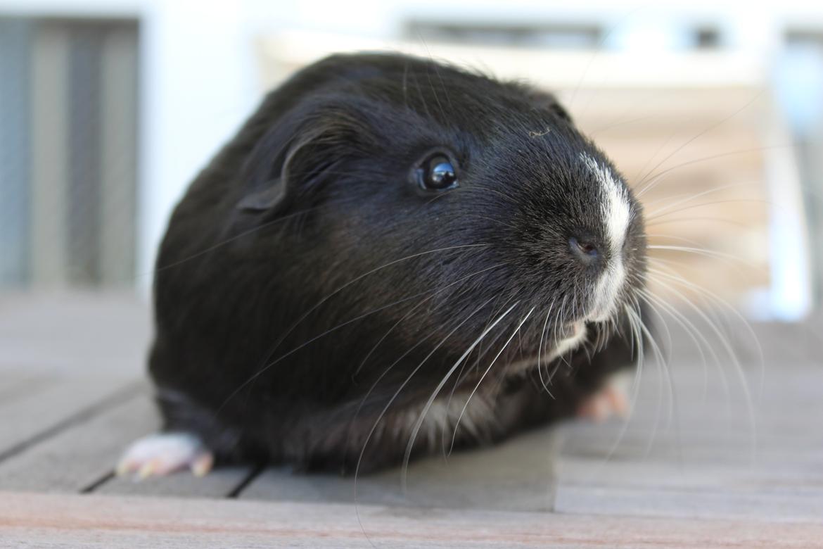 Marsvin Stella billede 4