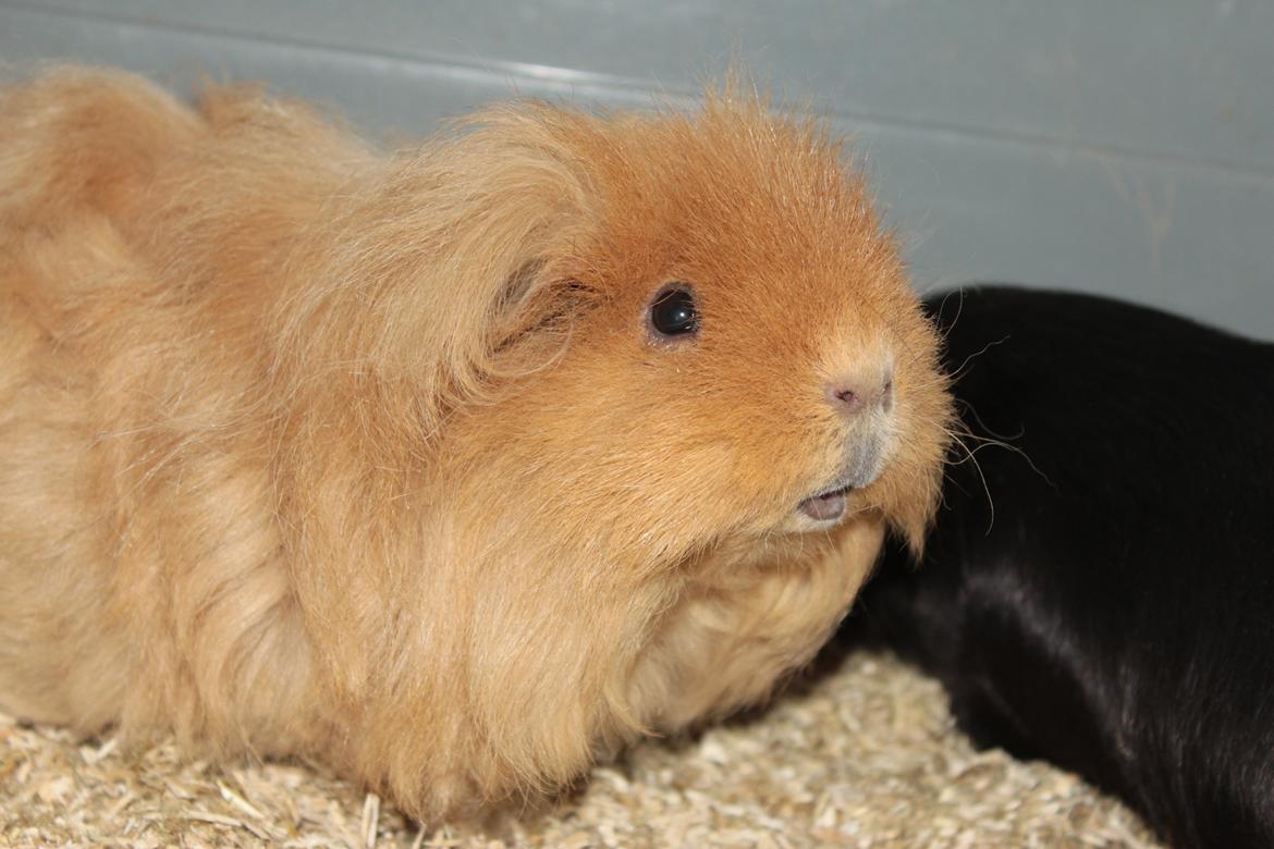 Marsvin Mynte <3 billede 24