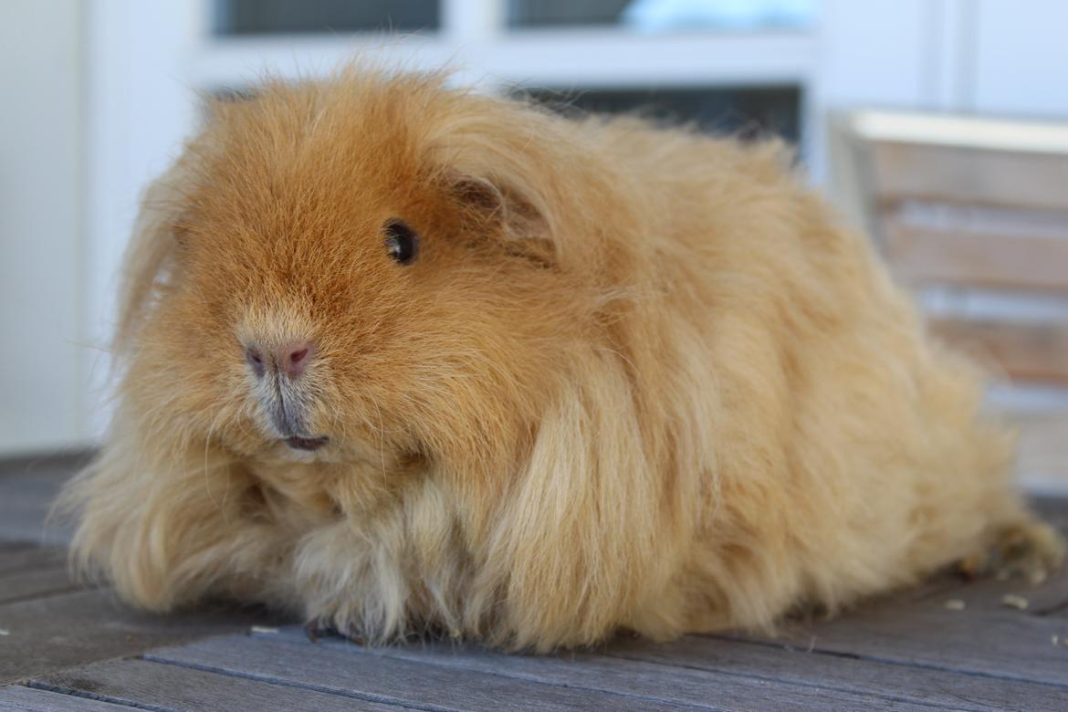 Marsvin Mynte <3 billede 1