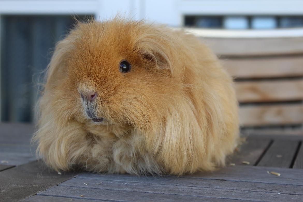 Marsvin Mynte <3 billede 3