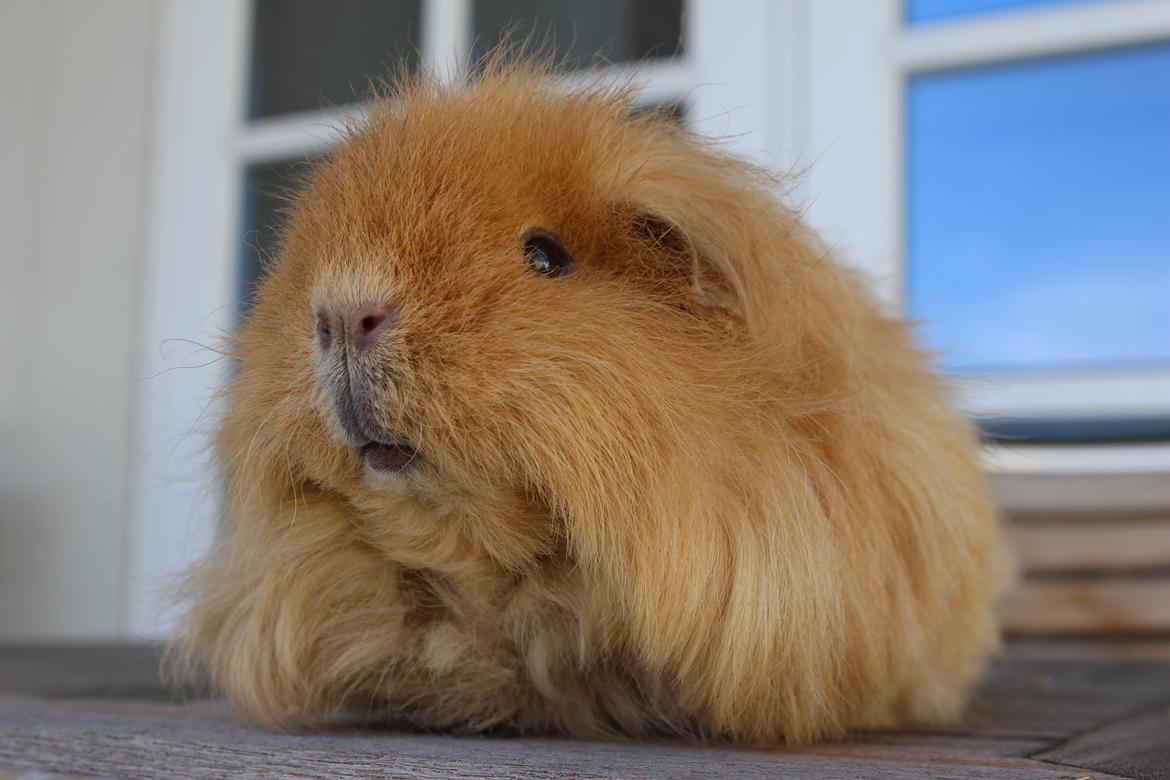 Marsvin Mynte <3 billede 4