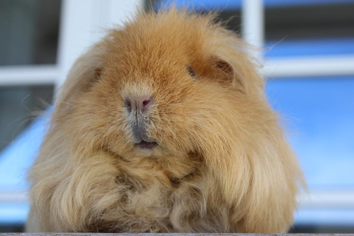 Marsvin Mynte <3 billede 2