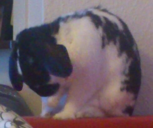 Kanin Bastian billede 13