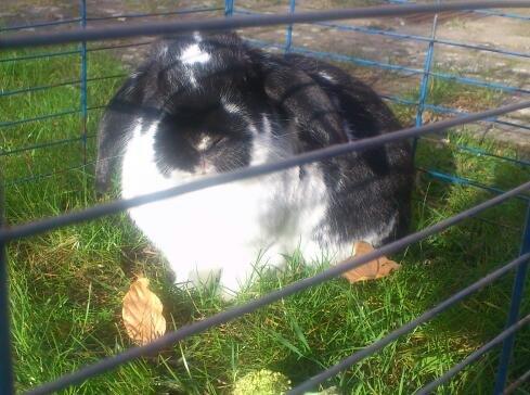 Kanin Bastian billede 14