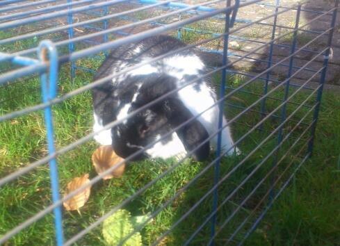 Kanin Bastian - Mmmm forår <3 billede 18