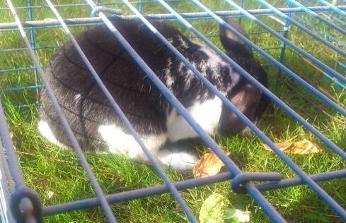 Kanin Bastian - Grave,grave,grave,grave,grave,grave... billede 12