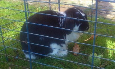 Kanin Bastian billede 23