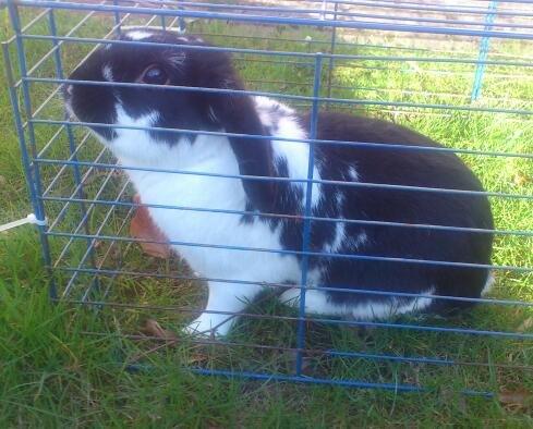 Kanin Bastian billede 16