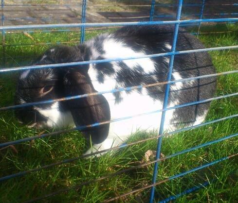 Kanin Bastian - Nøøøøjjjjsss det er god græs.. billede 5