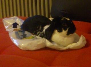 Kanin Bastian - Tak fordi i kiggede forbi mit galleri<3 billede 24