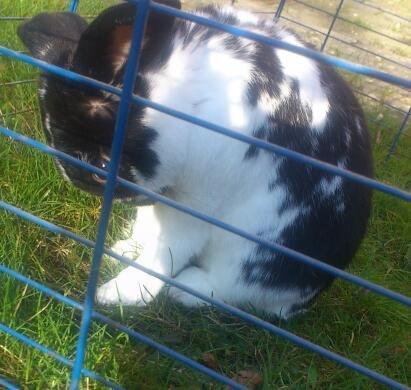 Kanin Bastian billede 9