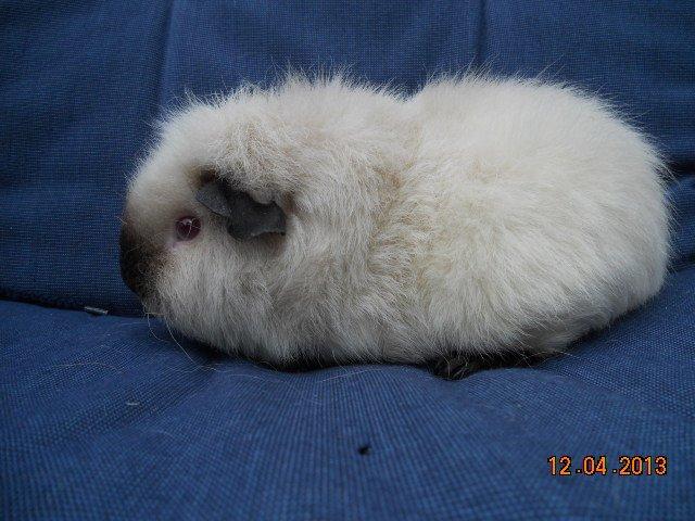 Marsvin Kathi billede 1