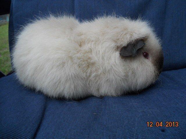 Marsvin Kathi billede 2