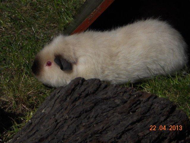 Marsvin Kathi billede 3