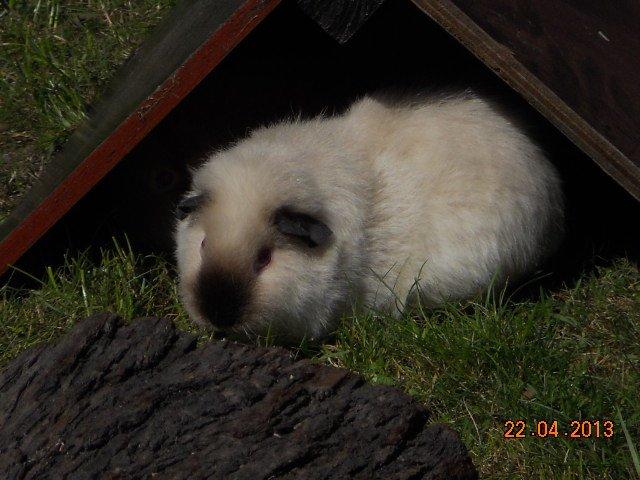 Marsvin Kathi billede 4