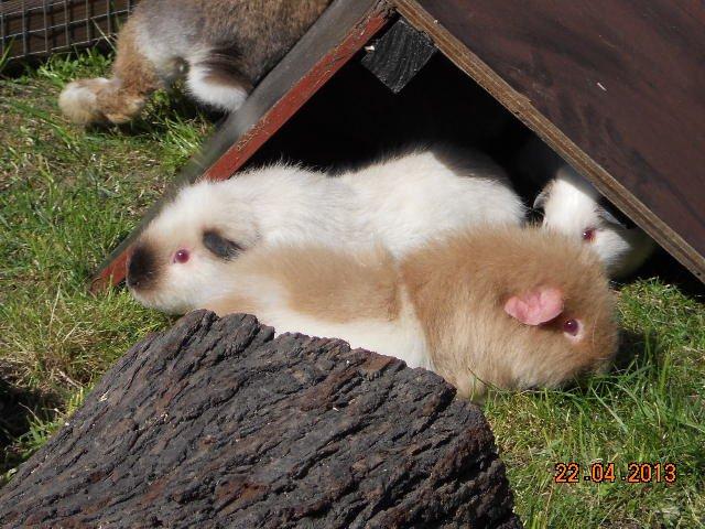 Marsvin Kathi billede 5