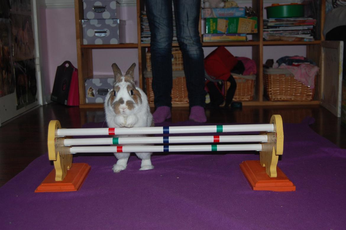 Kanin Hyggegården´s Ninus<3 (Stjernen) My little s billede 16