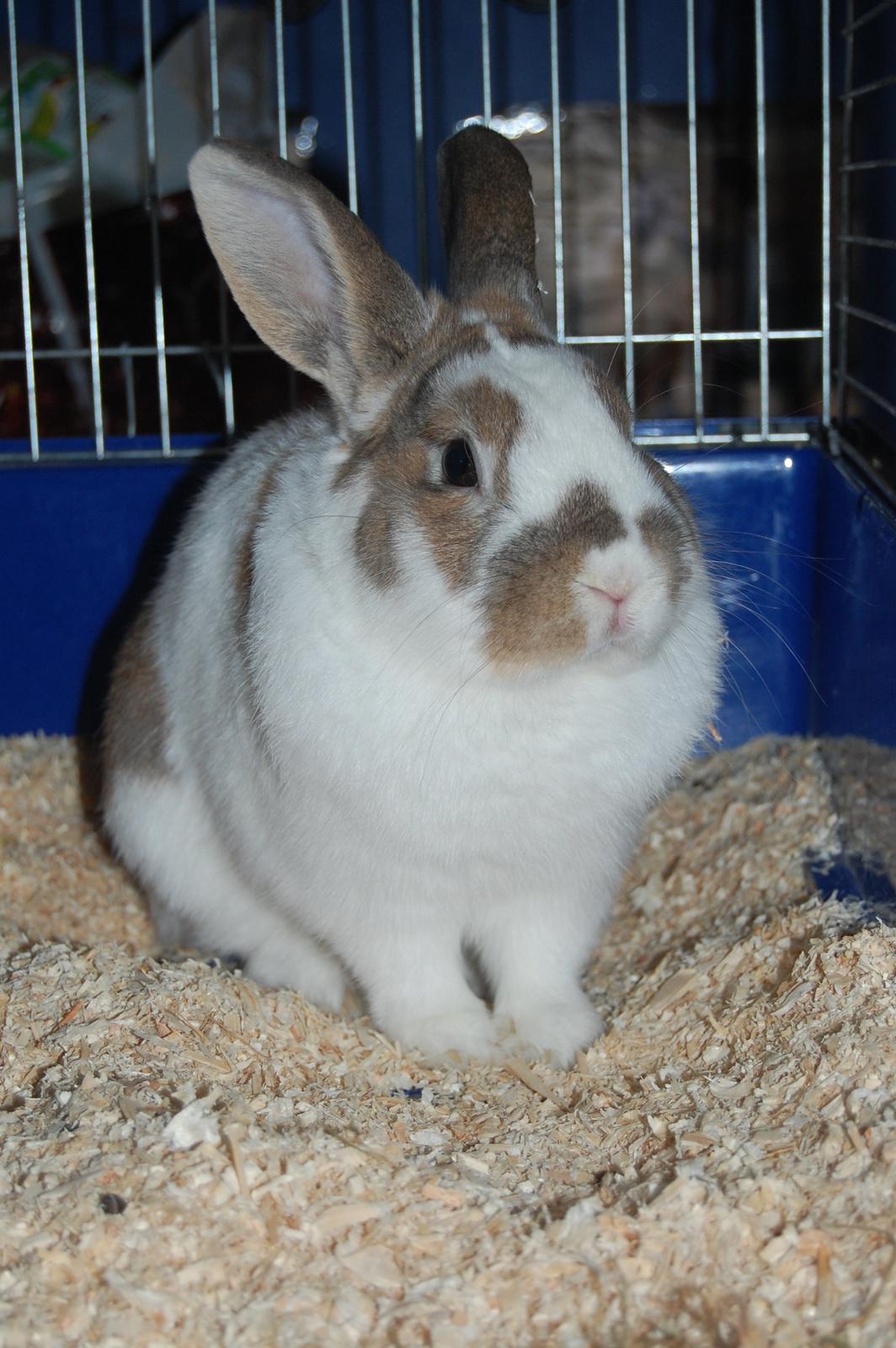 Kanin Hyggegården´s Ninus<3 (Stjernen) My little s billede 17