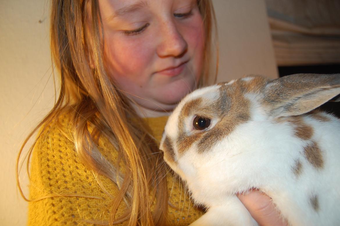 Kanin Hyggegården´s Ninus<3 (Stjernen) My little s billede 19