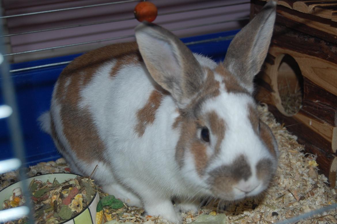 Kanin Hyggegården´s Ninus<3 (Stjernen) My little s billede 20