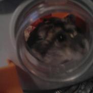 Dværghamster Speedy