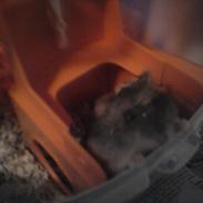 Dværghamster Speedy