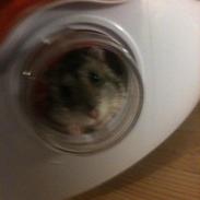 Dværghamster Speedy