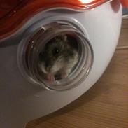 Dværghamster Speedy