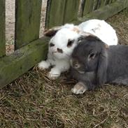 Kanin Sigurd wenneberg(tidligere Grålle)