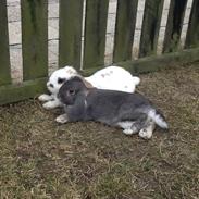 Kanin Sigurd wenneberg(tidligere Grålle)