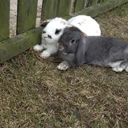 Kanin Sigurd wenneberg(tidligere Grålle)