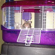 Hamster Hr maisy