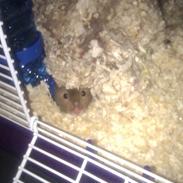 Hamster Hr maisy