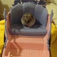 Dværghamster Pebzi (prinsen)*bebsen* :*<3