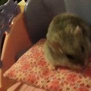 Dværghamster Pebzi (prinsen)*bebsen* :*<3
