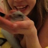 Dværghamster Pebzi (prinsen)*bebsen* :*<3