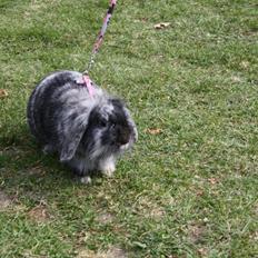 Kanin Fionas Erinome