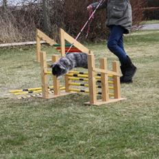 Kanin Fionas Erinome