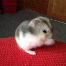 Dværghamster Minnie Brownie Petersen