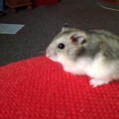 Dværghamster Minnie Brownie Petersen