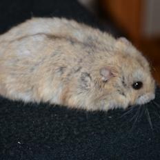 Hamster Kwo's Banyan