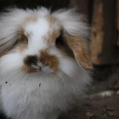 Kanin Lilliens Connors Hill "Nor"